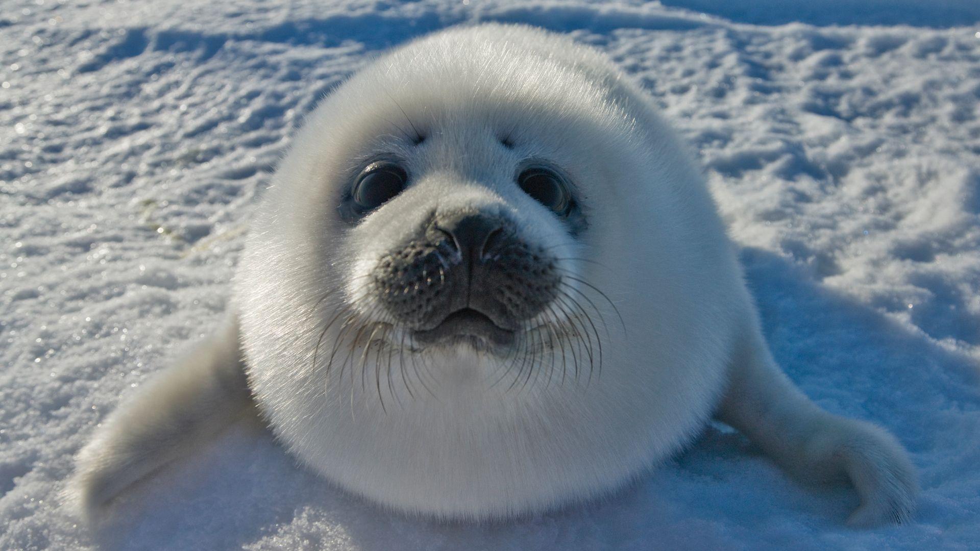 image of a silly baby seal